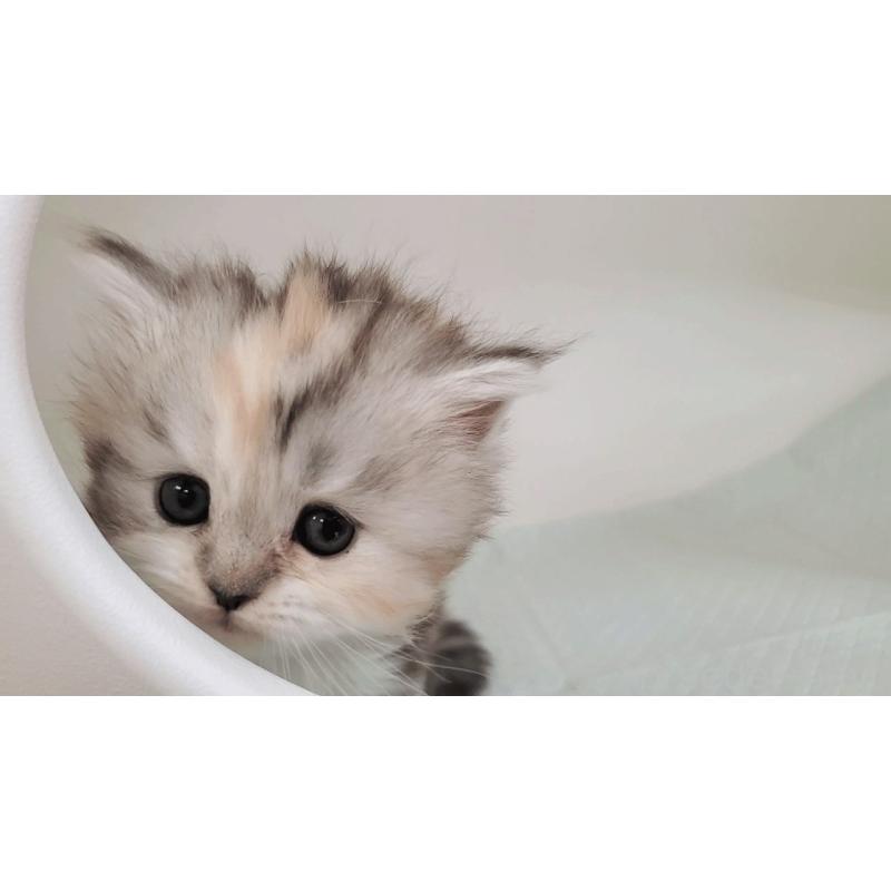 販売中の大阪府のマンチカン-131193の2枚目