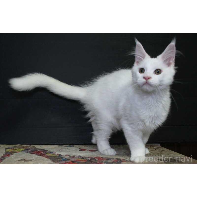 成約済の広島県のメインクーン-129501の5枚目