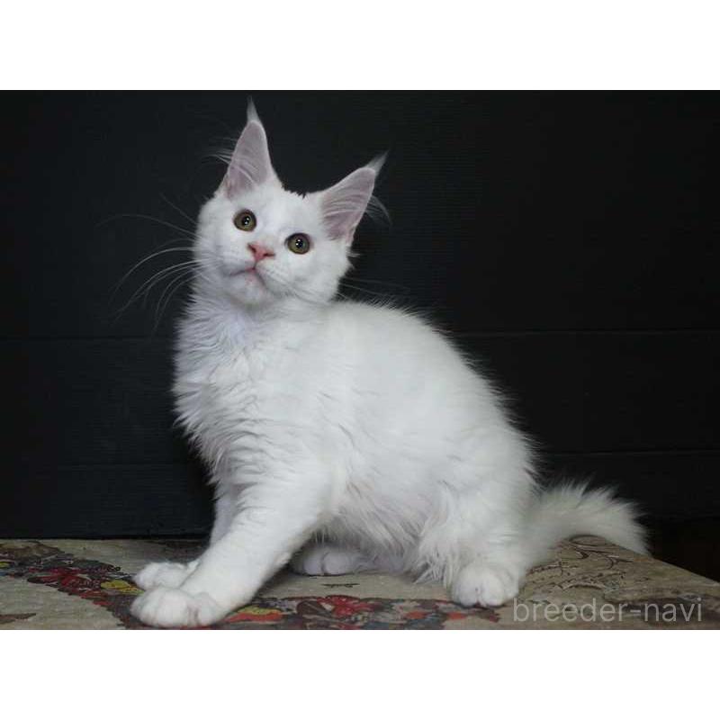 成約済の広島県のメインクーン-129501の4枚目