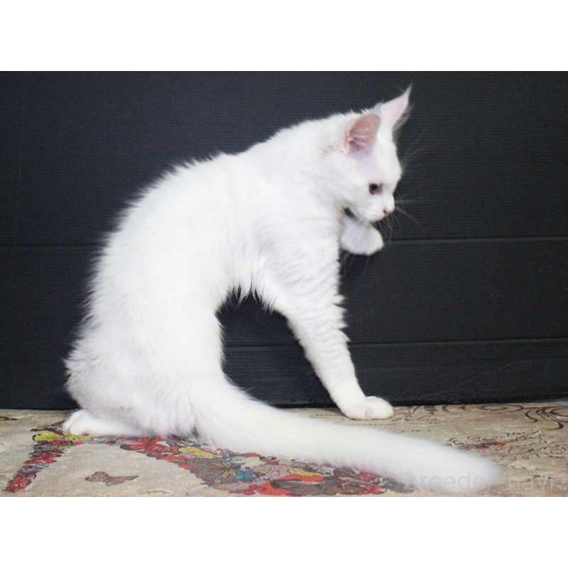 成約済の広島県のメインクーン-129501の3枚目