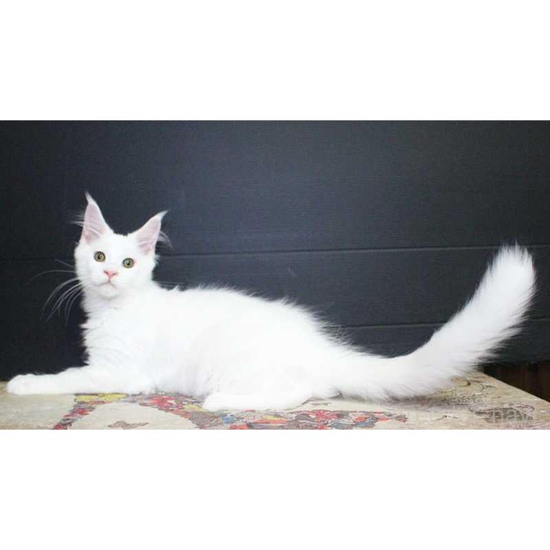 成約済の広島県のメインクーン-129501の2枚目