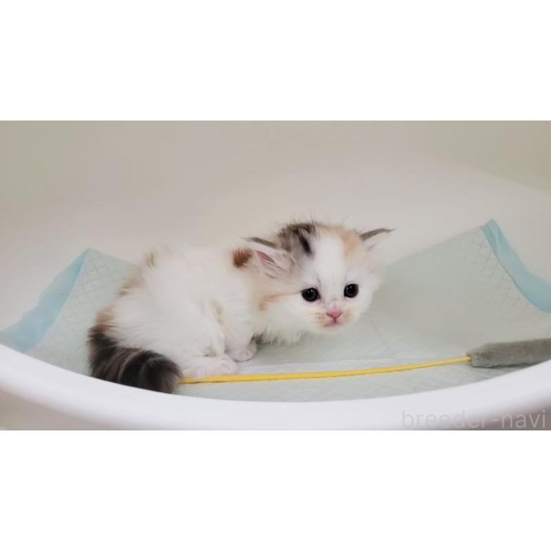 販売中の大阪府のマンチカン-131194の9枚目