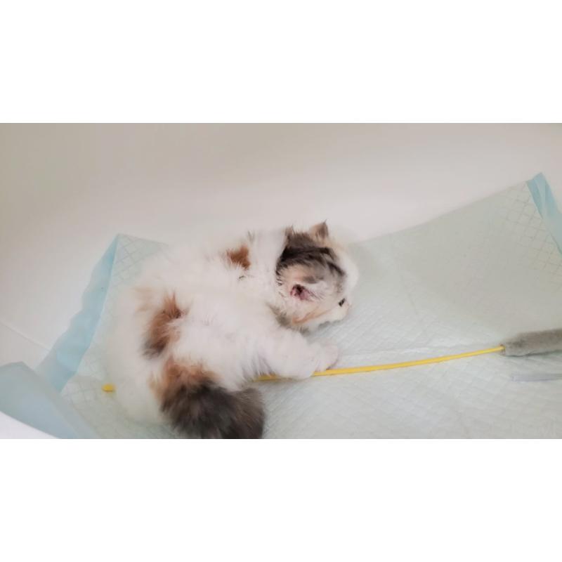 販売中の大阪府のマンチカン-131194の8枚目