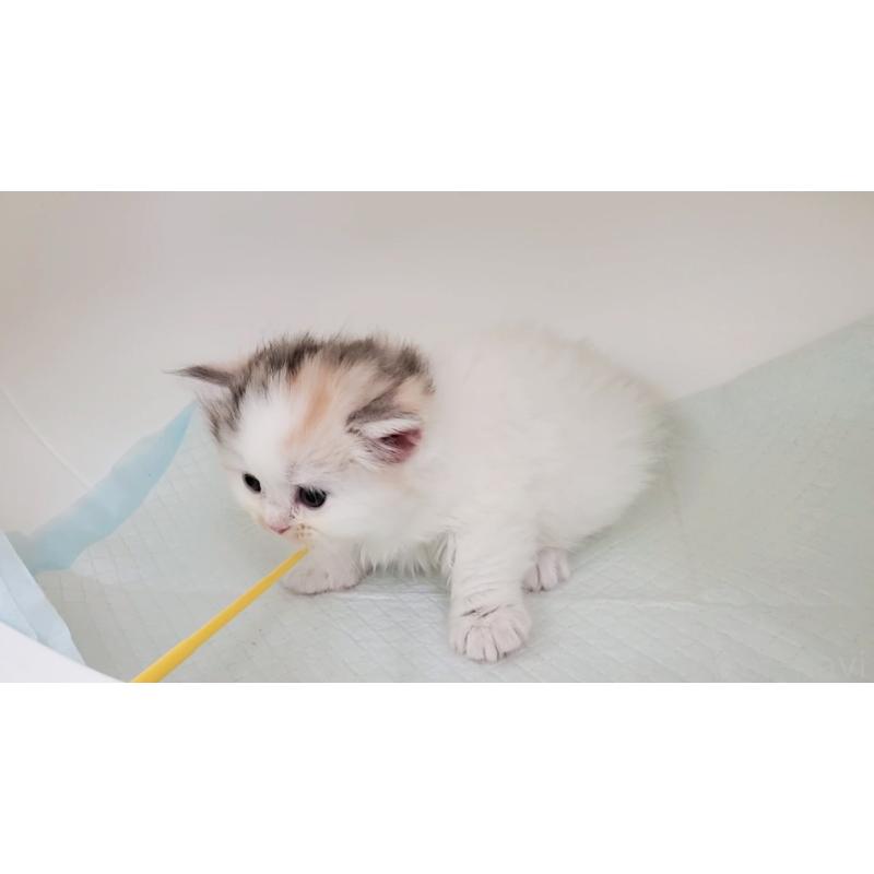 販売中の大阪府のマンチカン-131194の7枚目