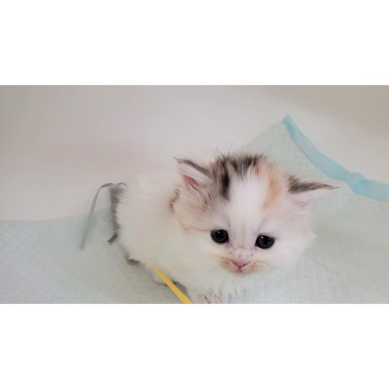 販売中の大阪府のマンチカン-131194の6枚目