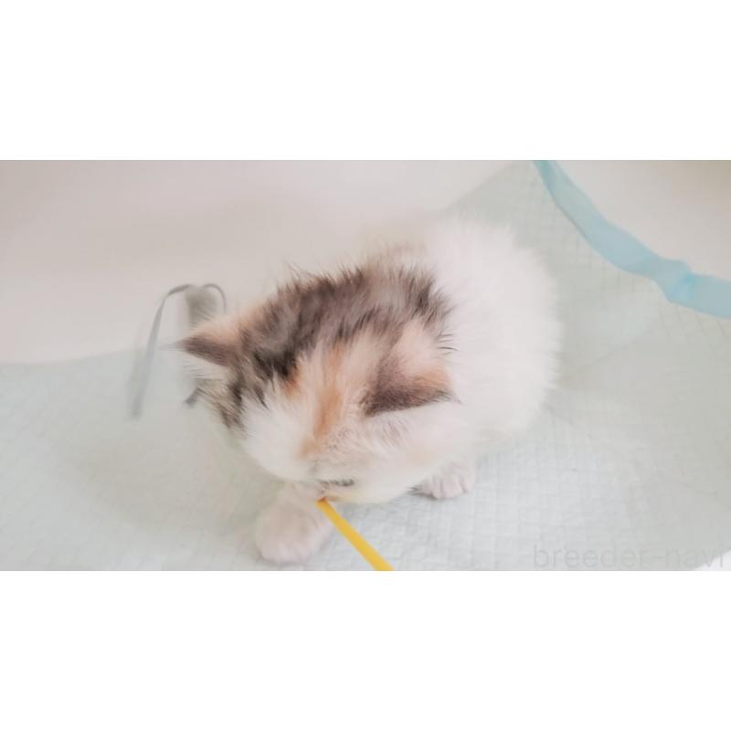 販売中の大阪府のマンチカン-131194の5枚目