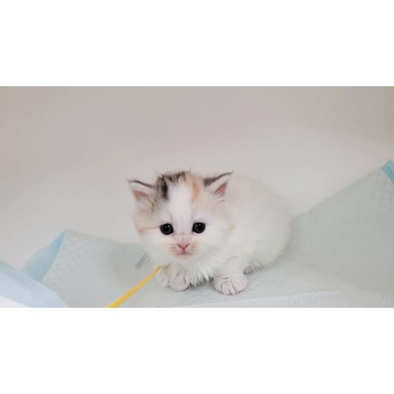 販売中の大阪府のマンチカン-131194の4枚目