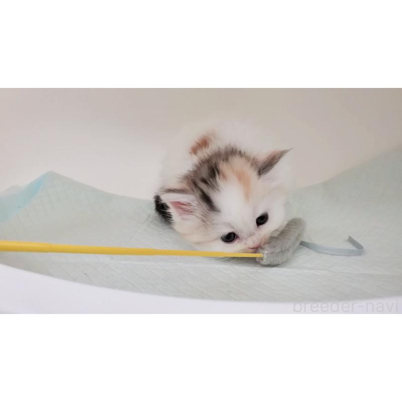 販売中の大阪府のマンチカン-131194の3枚目