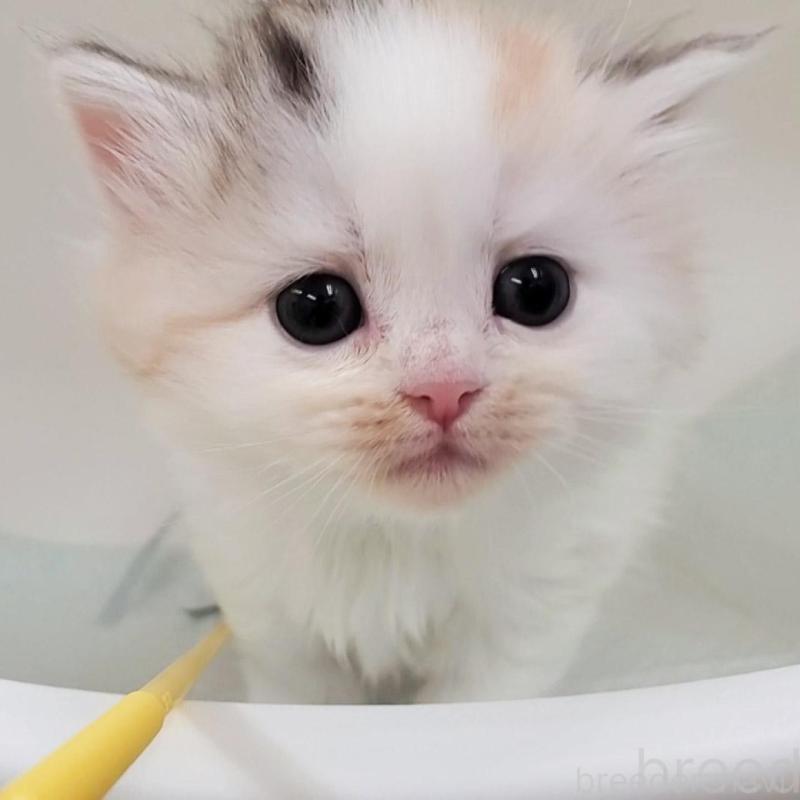 販売中の大阪府のマンチカン-131194の2枚目