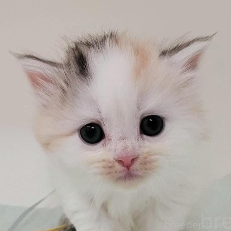 販売中の大阪府のマンチカン-131194の1枚目