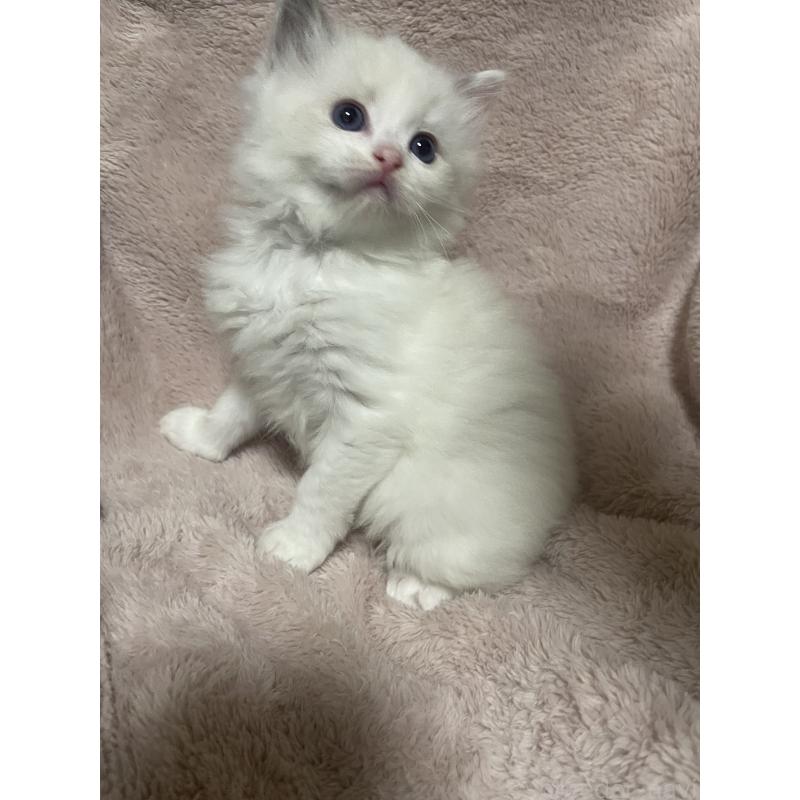 販売中の群馬県のラグドール-131195の6枚目