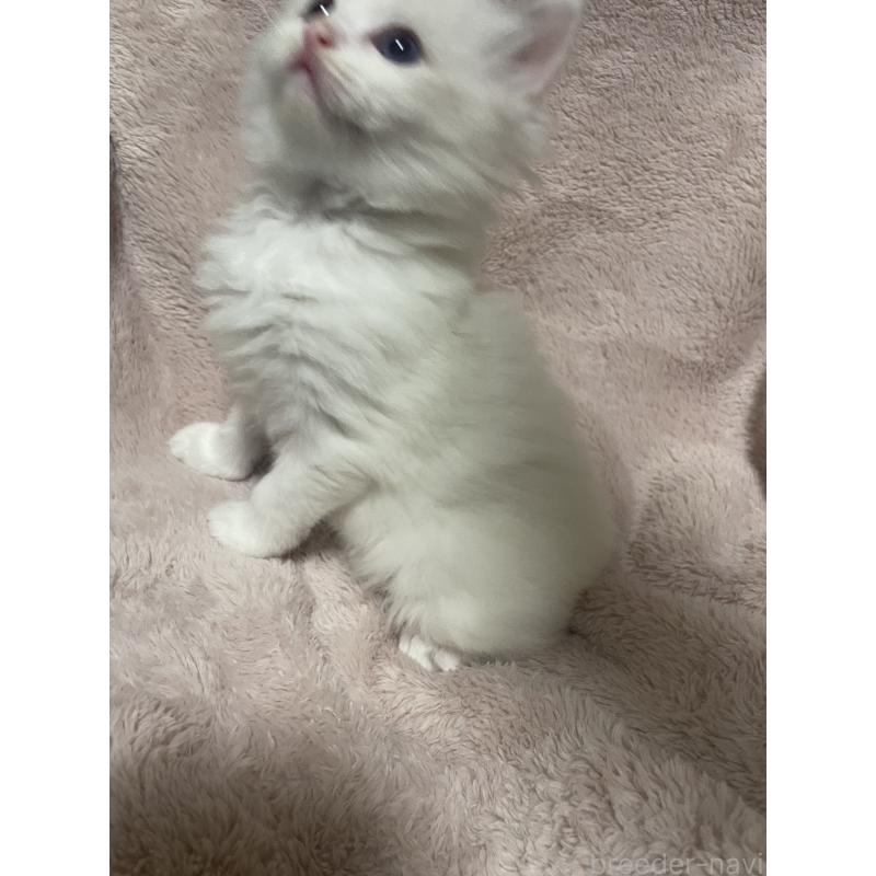 販売中の群馬県のラグドール-131195の5枚目