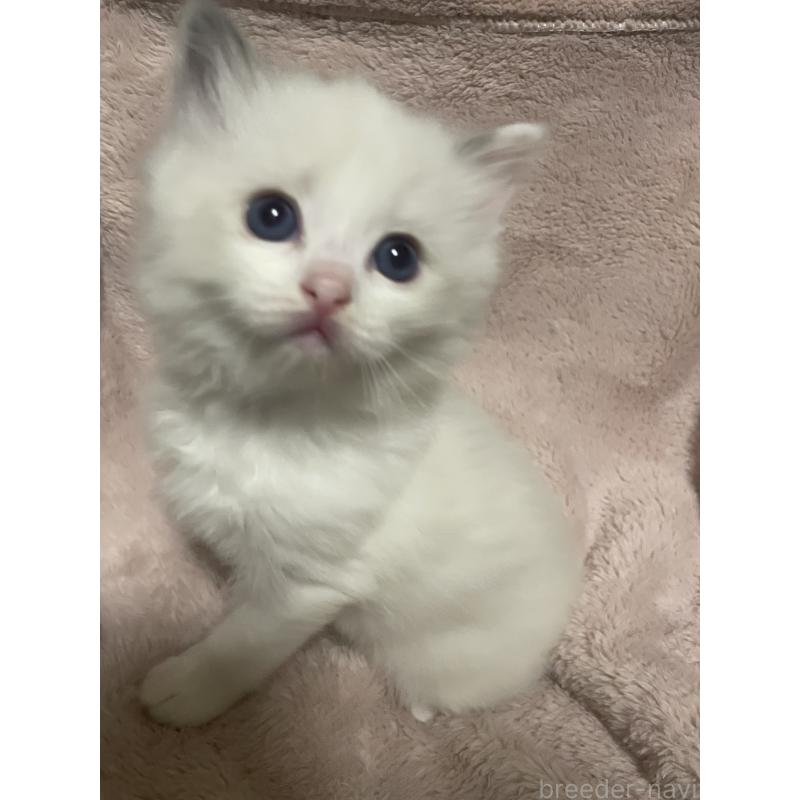 販売中の群馬県のラグドール-131195の4枚目