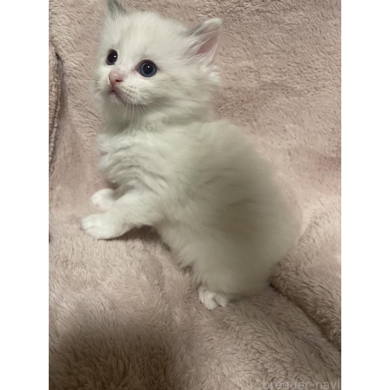 販売中の群馬県のラグドール-131195の3枚目