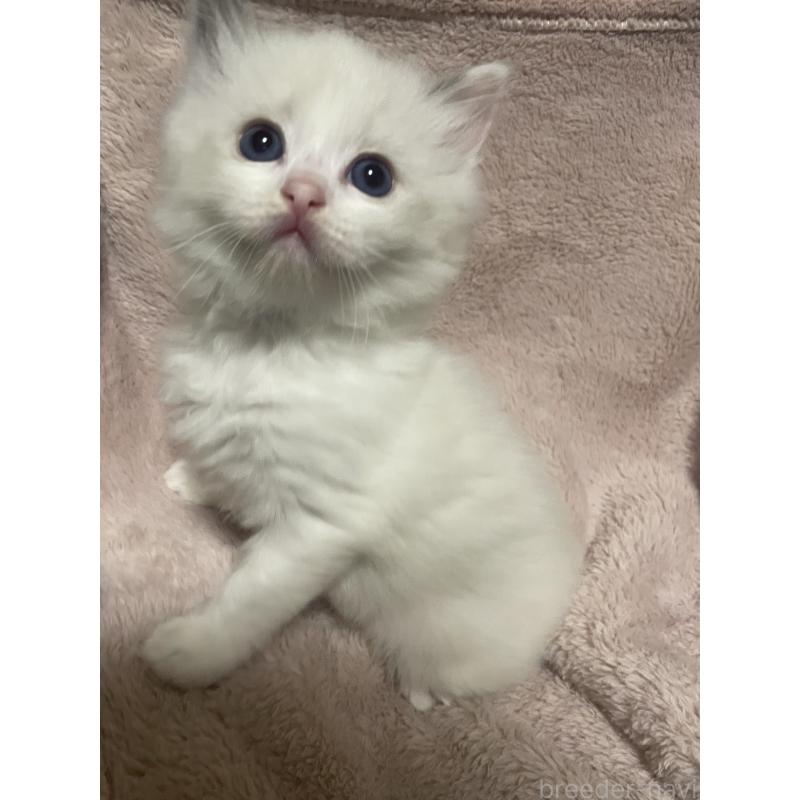 販売中の群馬県のラグドール-131195の2枚目