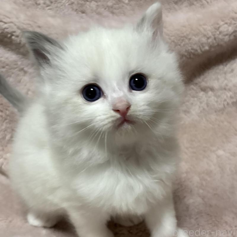 販売中ののラグドール-131195