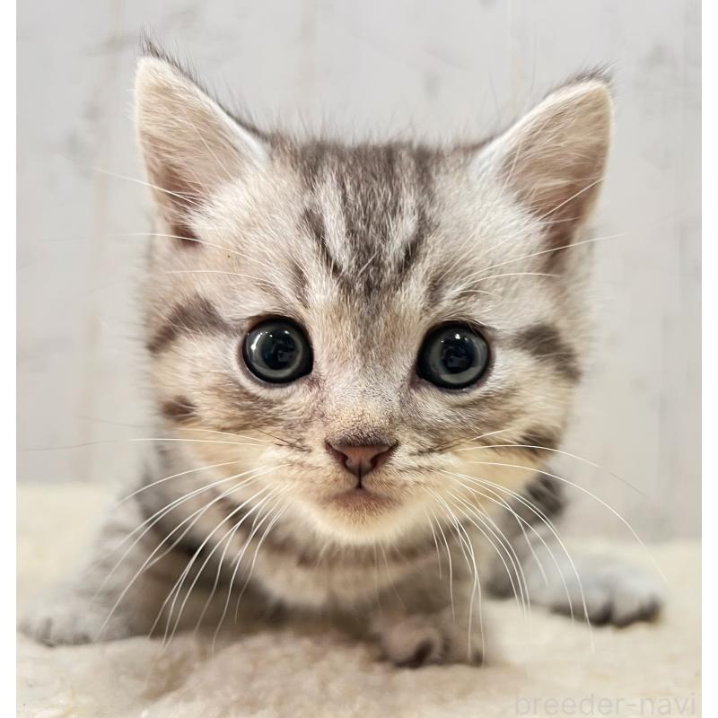 販売中の千葉県のスコティッシュフォールド-131196の1枚目