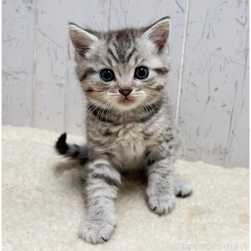 販売中の千葉県のスコティッシュフォールド-131196の5枚目