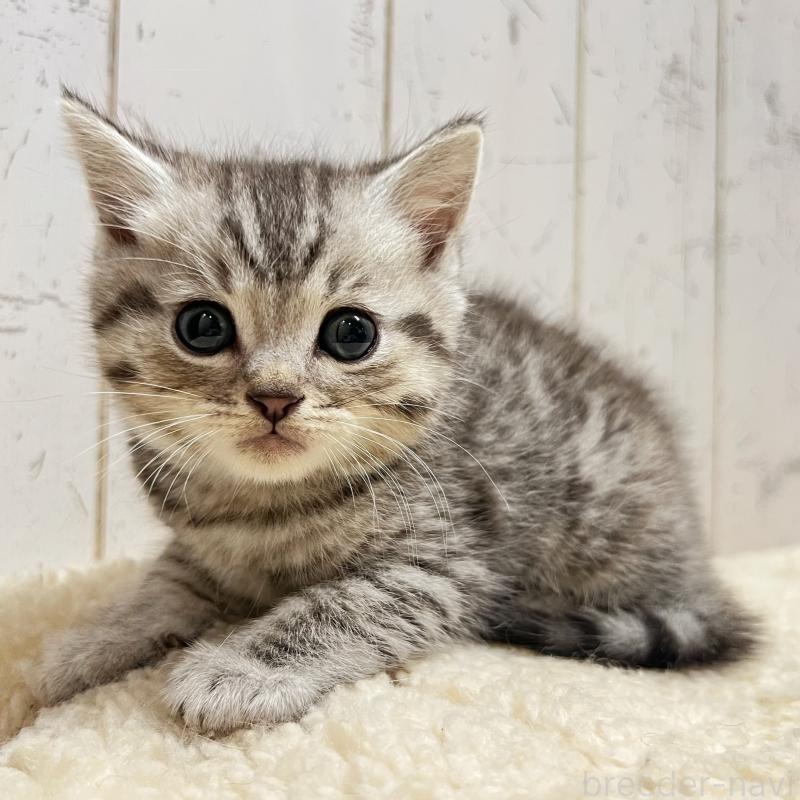 販売中の千葉県のスコティッシュフォールド-131196の4枚目