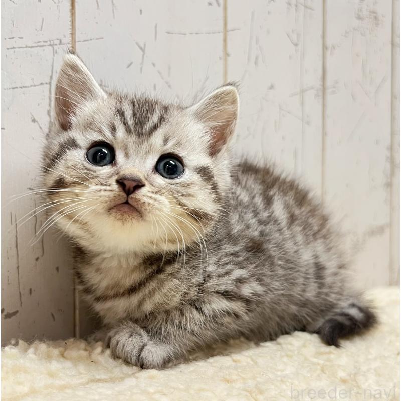 販売中の千葉県のスコティッシュフォールド-131196の3枚目