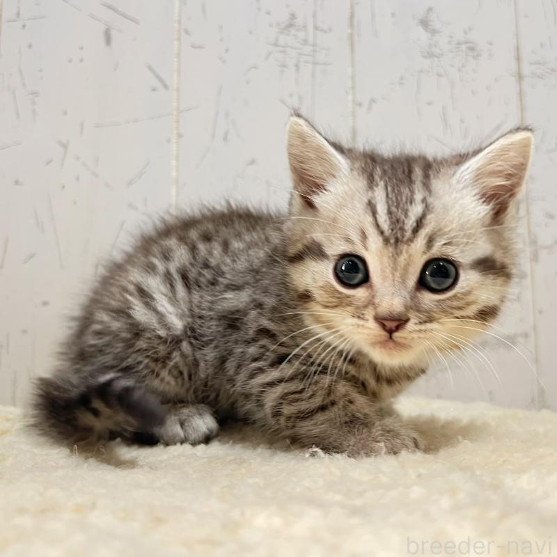 販売中の千葉県のスコティッシュフォールド-131196の2枚目