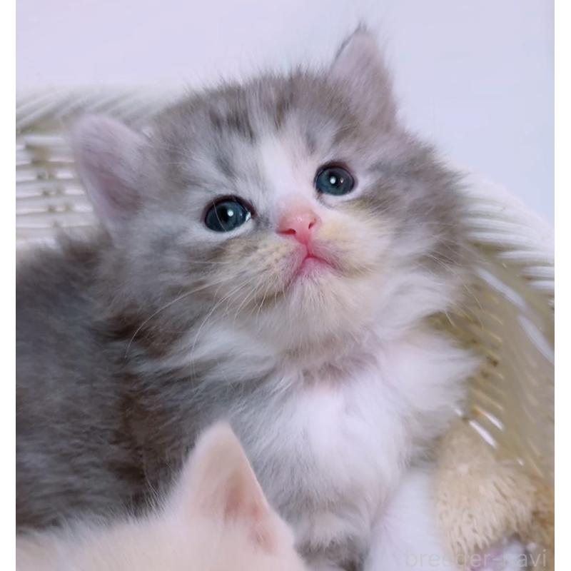 販売中の京都府のマンチカン-131197の4枚目