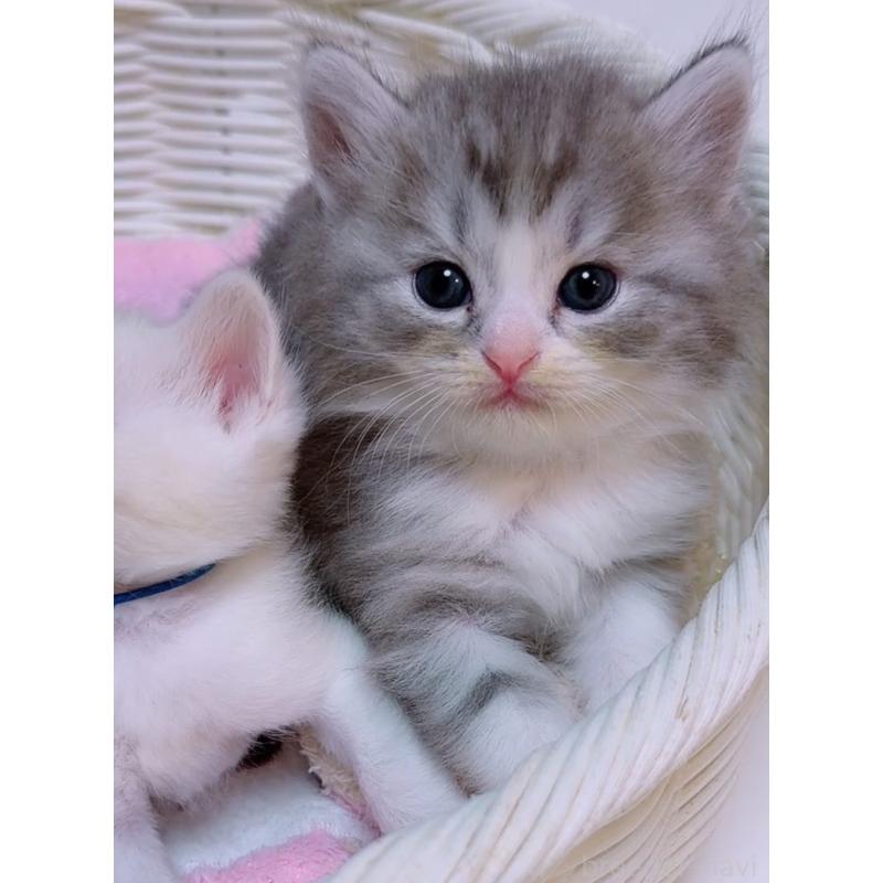 販売中の京都府のマンチカン-131197の3枚目