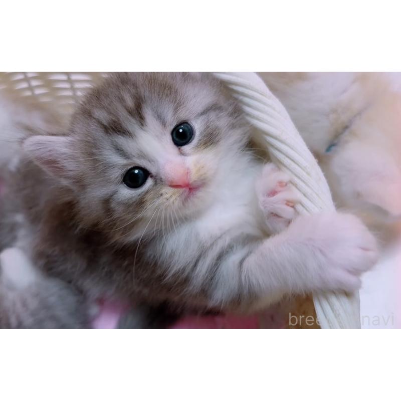 販売中の京都府のマンチカン-131197の2枚目