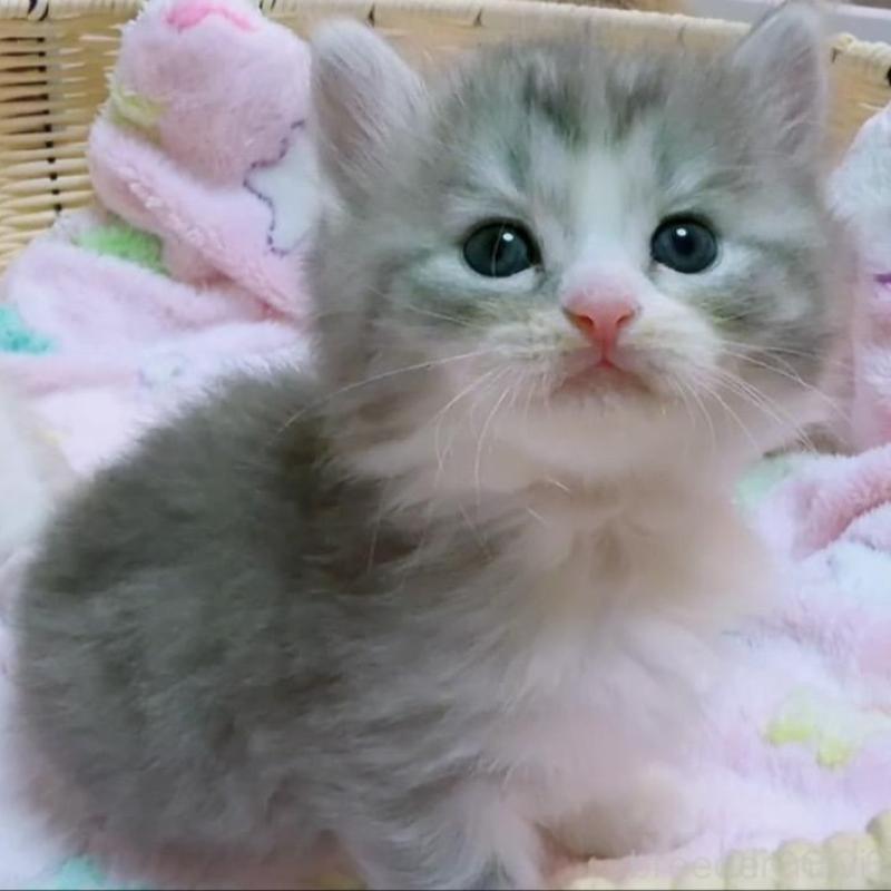 販売中の京都府のマンチカン-131197の1枚目