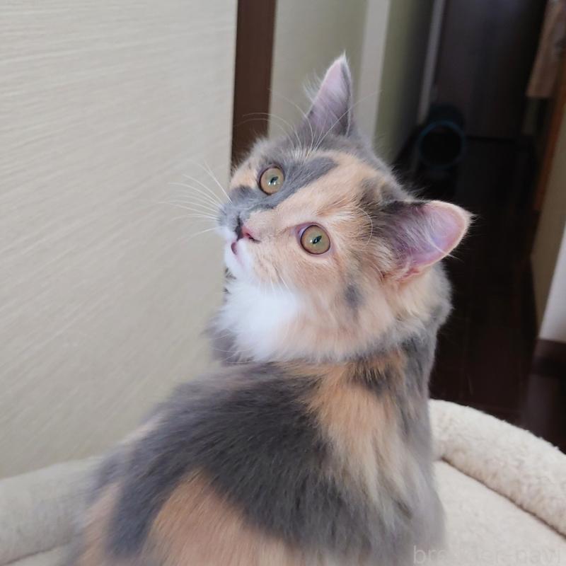 成約済の埼玉県のミヌエット-121917の2枚目