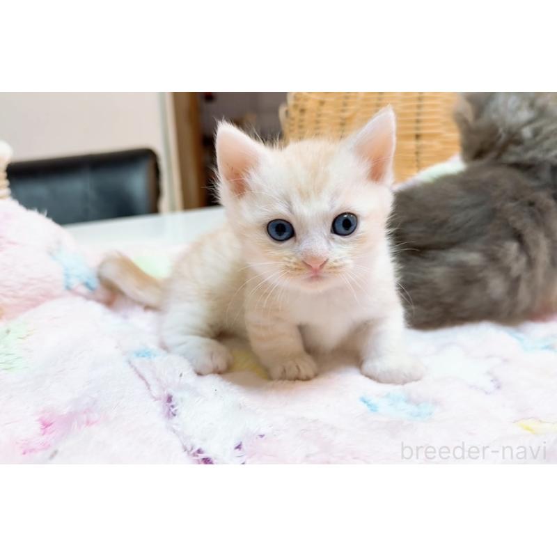 販売中の京都府のマンチカン(短足)-131198の8枚目