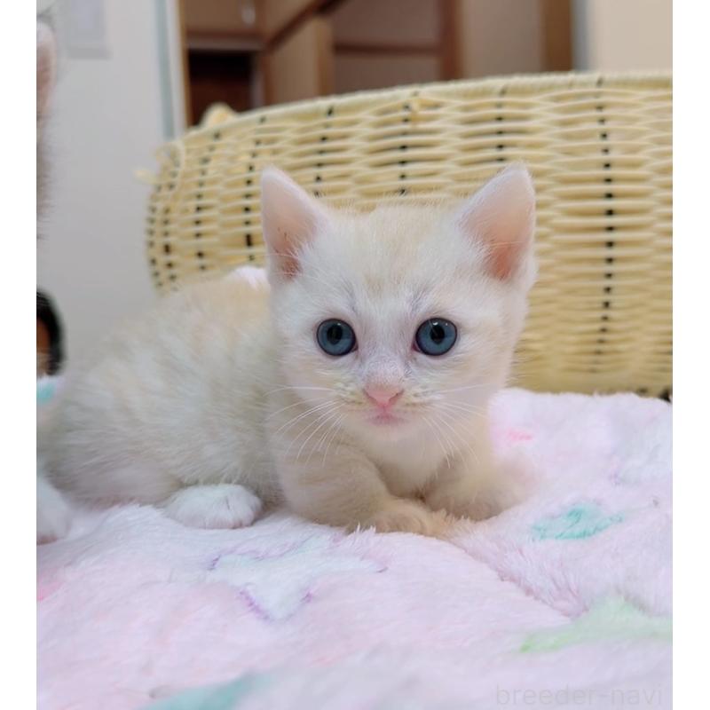 販売中の京都府のマンチカン(短足)-131198の7枚目