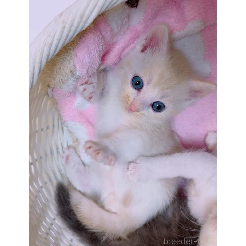 販売中の京都府のマンチカン(短足)-131198の6枚目