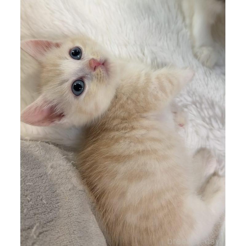 販売中の京都府のマンチカン(短足)-131198の5枚目