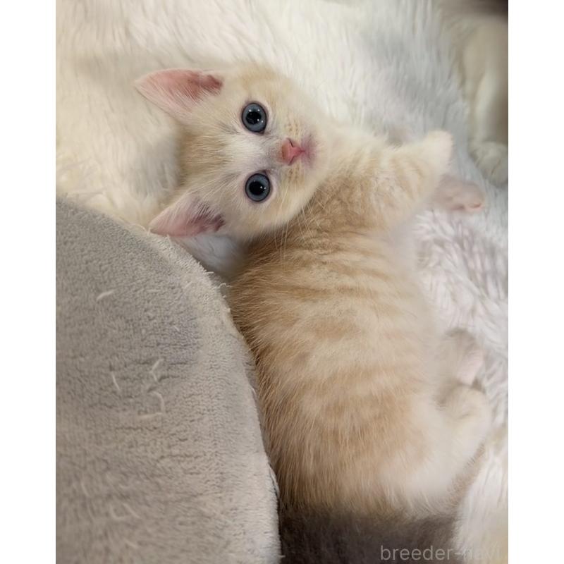 販売中の京都府のマンチカン(短足)-131198の4枚目