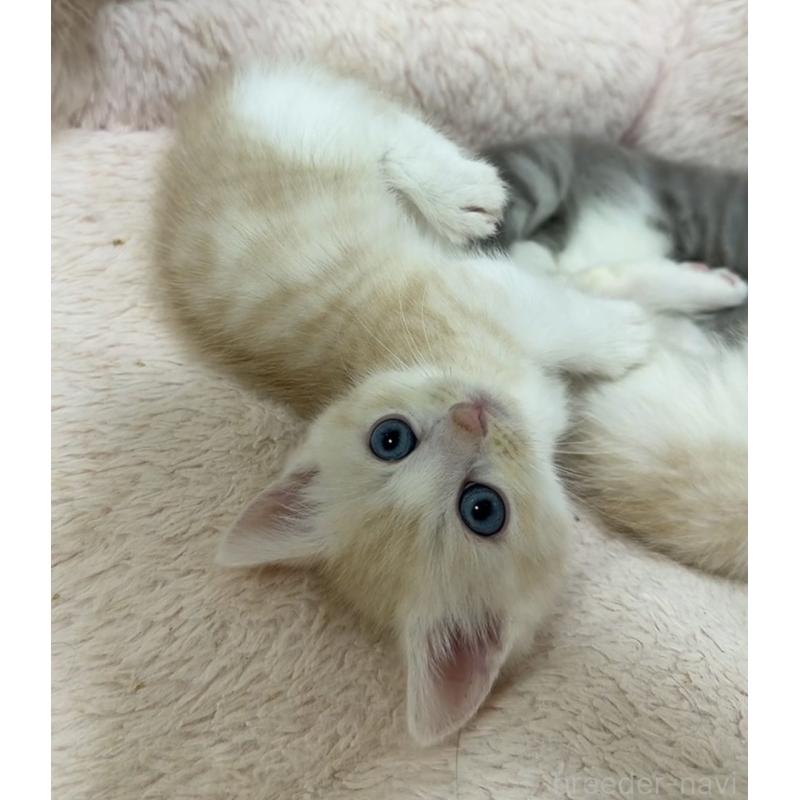 販売中の京都府のマンチカン(短足)-131198の3枚目