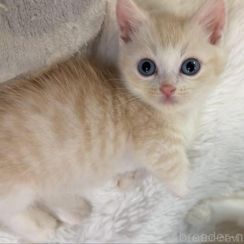 販売中の京都府のマンチカン(短足)-131198