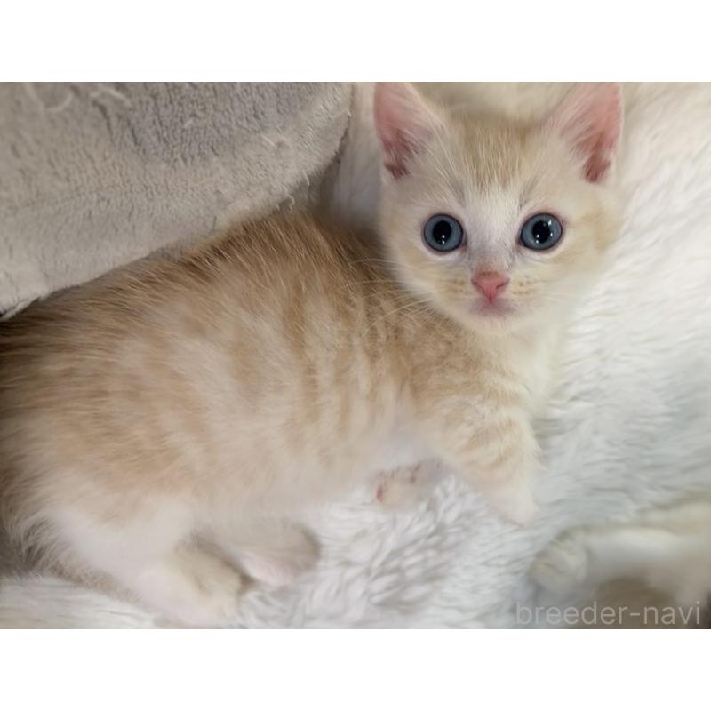 販売中の京都府のマンチカン(短足)-131198の2枚目