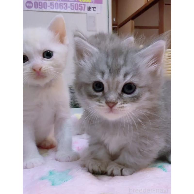 販売中の京都府のマンチカン(短足)-131199の6枚目