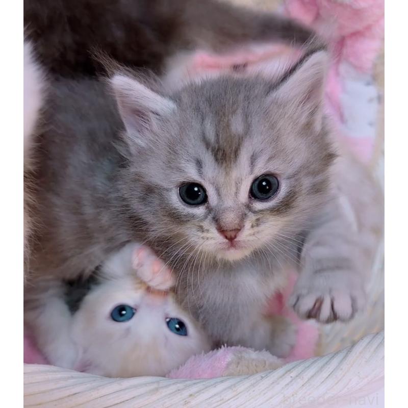 販売中の京都府のマンチカン(短足)-131199の5枚目