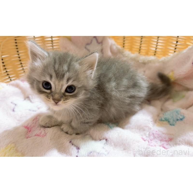 販売中の京都府のマンチカン(短足)-131199の4枚目