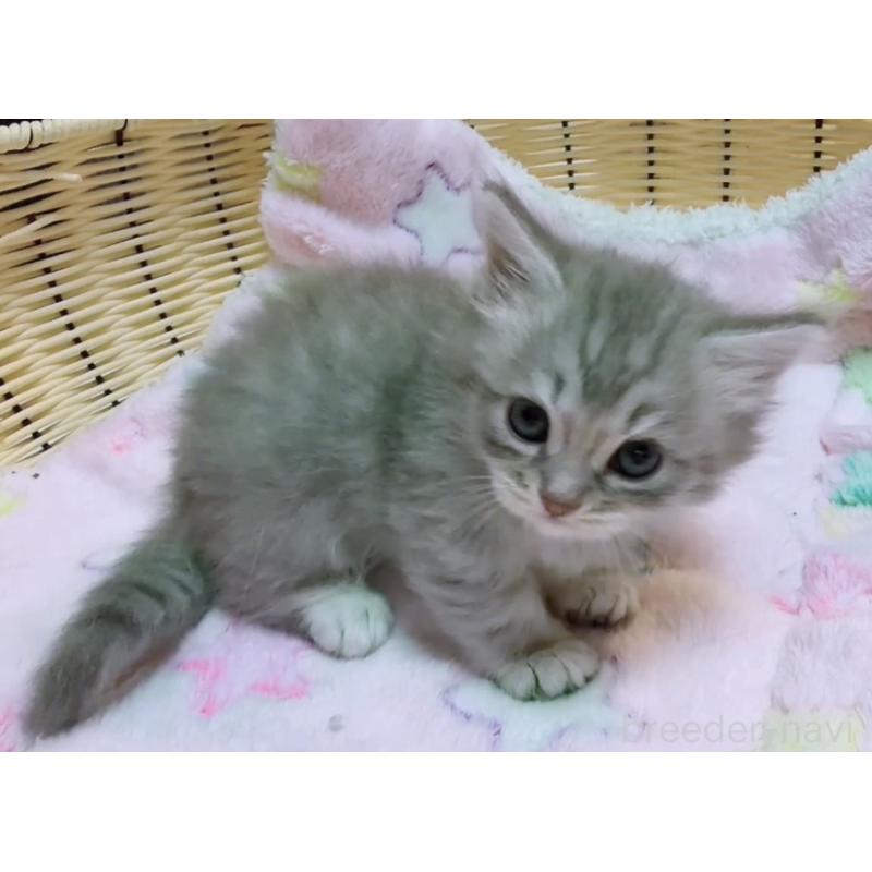 販売中の京都府のマンチカン(短足)-131199の2枚目