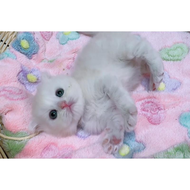 販売中の京都府のマンチカン-131200の11枚目