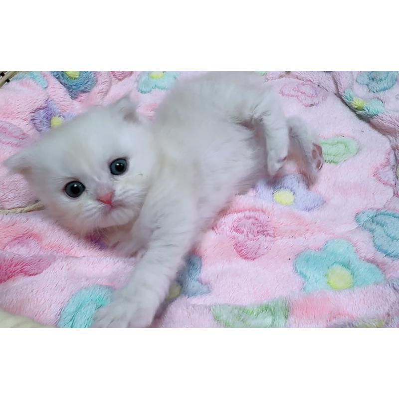 販売中の京都府のマンチカン-131200の9枚目