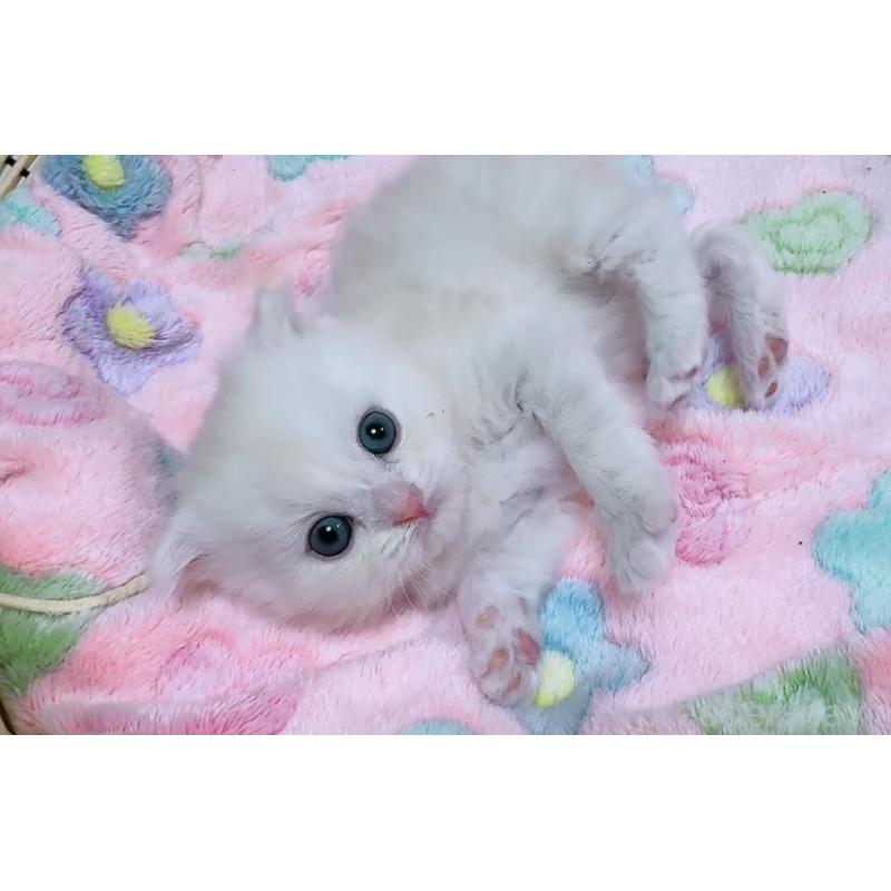 販売中の京都府のマンチカン-131200の10枚目