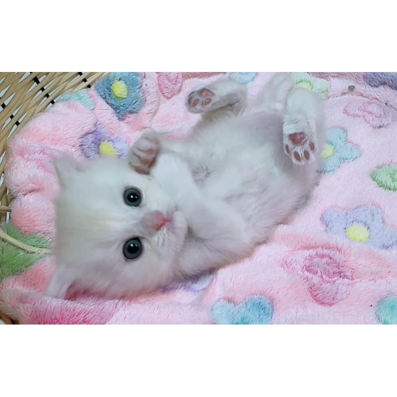 販売中の京都府のマンチカン-131200の8枚目