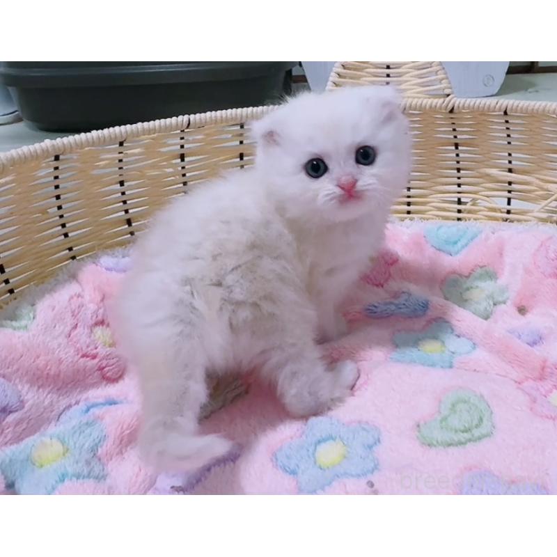 販売中の京都府のマンチカン-131200の6枚目