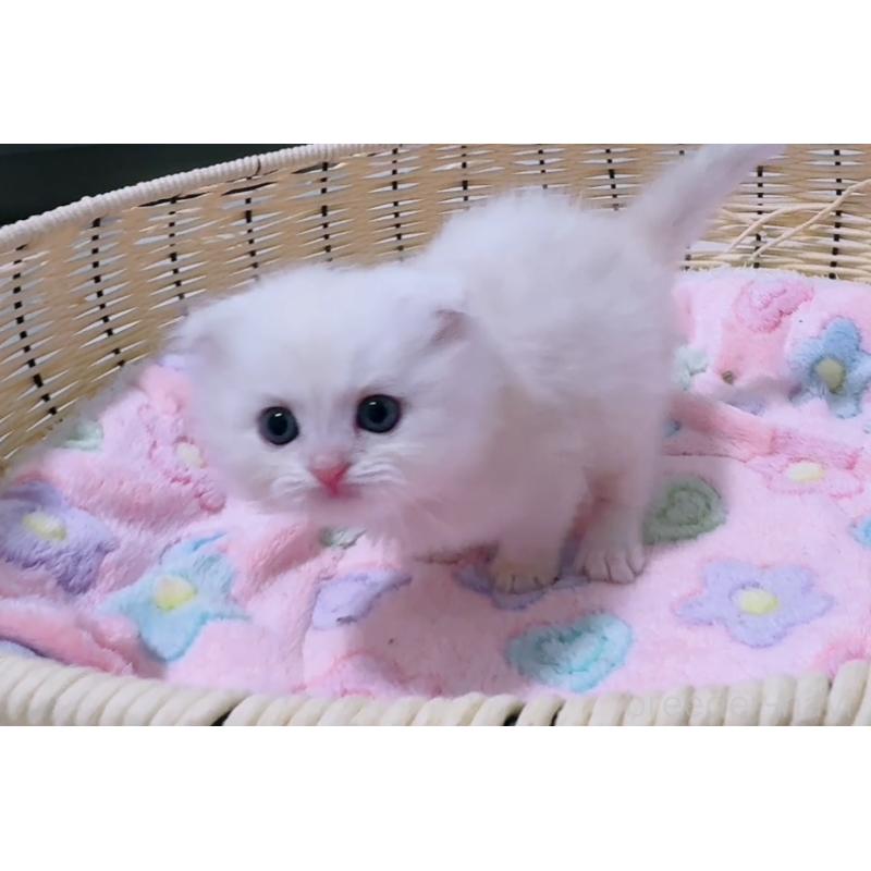 販売中の京都府のマンチカン-131200の5枚目