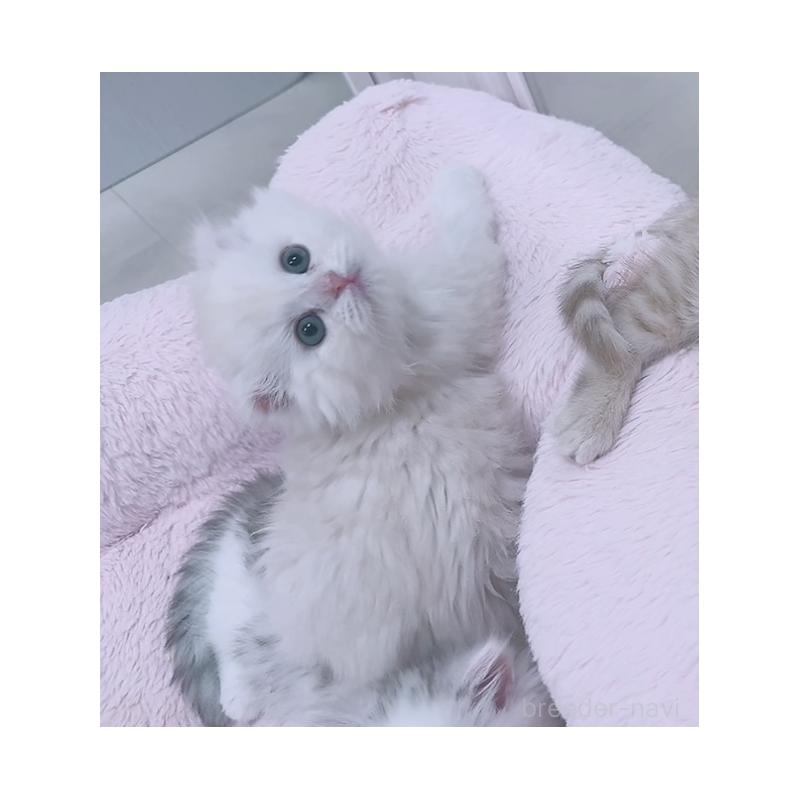 販売中の京都府のマンチカン-131200の4枚目