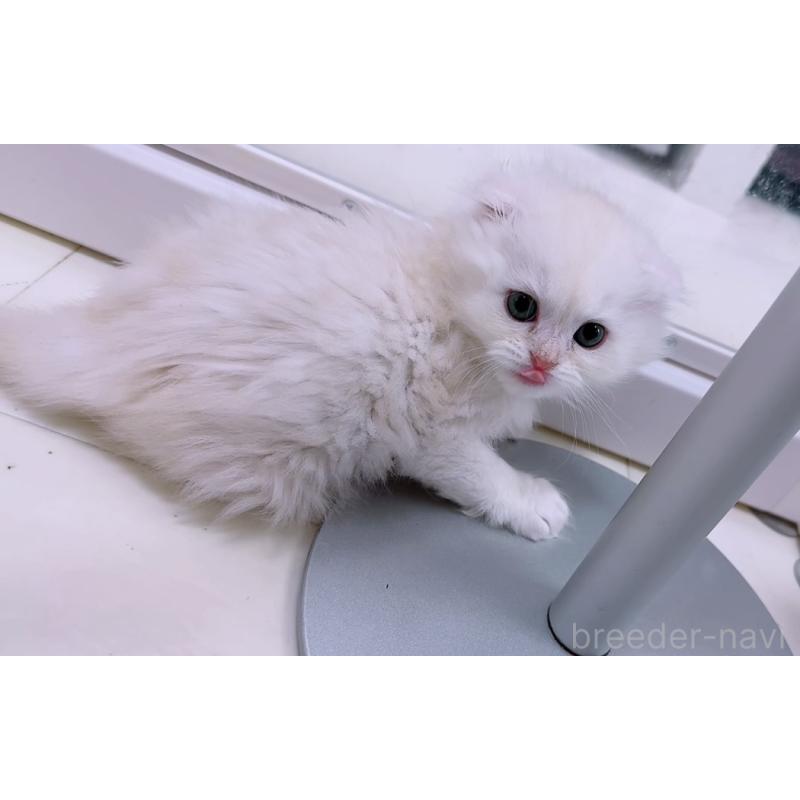 販売中の京都府のマンチカン-131200の3枚目